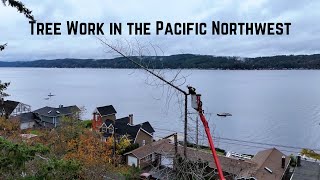 Tree Work In The Pacific Northwest [upl. by Aicatsanna]