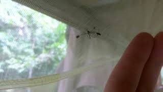 Flamboyant mosquito hovering inside a mosquito net Sabethes [upl. by Oicnedurp990]