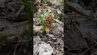 Morchella Esculenta March 2024 asmr asmrmushrooms morrel mushroomhunting morcheln morchella [upl. by Chappy392]