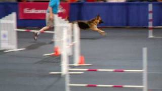 German Shepherd at the AKC Agility Invitational 2008 [upl. by Airtina]