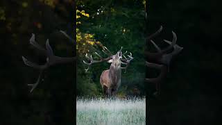 Many antlered deertrendingvaral animals trending [upl. by Nirag]