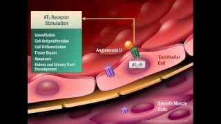 Renin Angiotensin Aldosterone System [upl. by Cissiee]