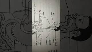 Human alimentary canal class10important very topics viralshortsfeed 2025model [upl. by Jeffry]