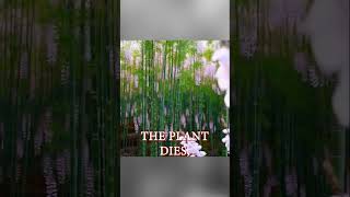 The mystery of fargesia bamboo shorts viralshorts shortvideo youtubeshorts plants bamboo grow [upl. by Emanuele]