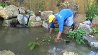 How to build a Fish Pond  Part 21  Pond Plants amp Waterfall  Final [upl. by Onurb769]