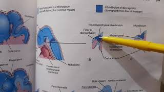 Development of forebrain and pituitary gland  Brain Development Part 4 [upl. by Alfredo]