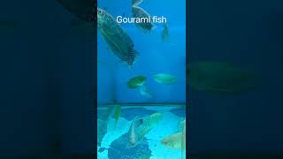 Gourami fish youtubeshorts [upl. by Gisella223]