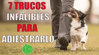 7 TRUCOS de ADIESTRAMIENTO CANINO para ADIESTRAR y ENSEÑAR a tu PERRO o CACHORRO en OBEDIENCIA [upl. by Easton]