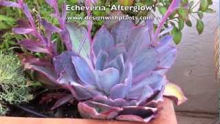 Echeveria Afterglow [upl. by Anerec]