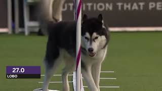 Dogs husky vs border collie agility [upl. by Matusow]