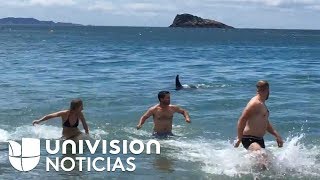 En video Fueron a bañarse a la playa y salieron corriendo al encontrarse con orcas [upl. by Airrotal]