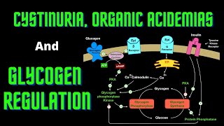 USMLE Step 1  Lesson 66  Cystinuria Organic Acidemias and Glycogen Regulation [upl. by Esma]