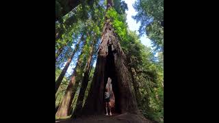 Redwoods National Park California 33 nature nationalpark travel [upl. by Cohby126]