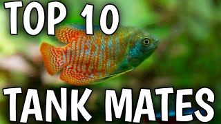 Dwarf gourami tank mates  What fish pair well with dwarf gourami  Dwarf gourami [upl. by Emmer]