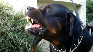 Rottweiler Mauls 2YearOld amp Father In Broad Daylight In Norwalk [upl. by Ursula447]