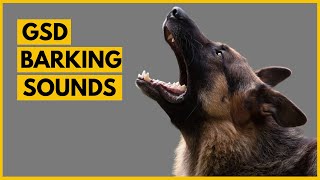 German Shepherd Barking Sounds Compilation See How Your GSD REACTS [upl. by Platus]