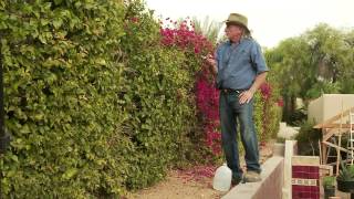 How to properly prune Bougainvillea [upl. by Quenby]