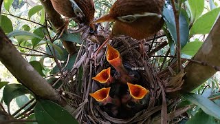 he father bird returned from foraging four times while the mother bird is still “slacking off” [upl. by Bryner819]