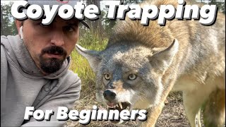 Coyote Trapping for Beginners [upl. by Caldwell]