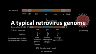 Retrovirus and its genome [upl. by Ahsimak634]