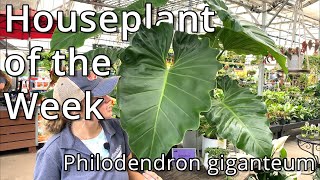 Philodendron Giganteum  Houseplant of the Week [upl. by Kokaras]