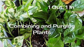 Making Room Combining amp Purging Plants [upl. by Audley790]