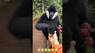 Black Crested Gibbon trending youtubeshorts funny shorts [upl. by Pol]