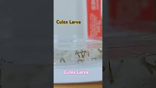 Culex Mosquito Larva mosquitolifecycle larva mosquitoeggs mosquitoreproduction [upl. by Aicena949]