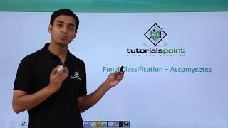 Class 11th – Fungi Classification – Ascomycetes  Biological Classification  Tutorials Point [upl. by Karrah]