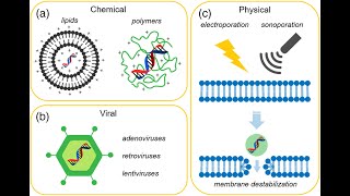 Nonviral vectors for gene therapy [upl. by Enaled]