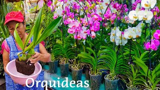 COMO CUIDAR LAS orquideas en casa con estos consejos  ABONO Y RIEGO A ORQUIDEAS [upl. by Nadler]