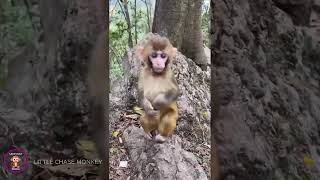 The Curious Lives of Monkeys A Daily Discovery [upl. by Asilehc]