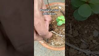 How to do cross pollination in Portulaca flowers gardening portulaca plants crosspollination [upl. by Nanaj157]