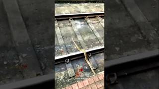 ദ ഹാർട്ട് ബ്രേക്ക് 💔 The Snake gets hit by A train indianrailways shorts train snake [upl. by Ress]