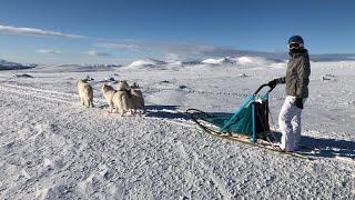 Samojeden auf dem LangfjälletSchweden [upl. by Colp]