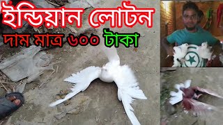 ইন্ডিয়ান লোটন দাম মাত্র ৬০০ টাকা । indian loton koboter 2020 [upl. by Ashley]