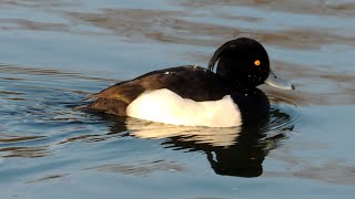 Tufted Duck  Reiherente  Aythya ferina swimming and diving [upl. by Hajidak545]