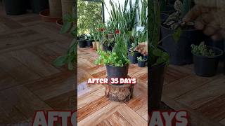 How To Propagate Whale Fin Sansevieria  Snake Plant in just 35 Days whalefinsansevieria [upl. by Oine144]