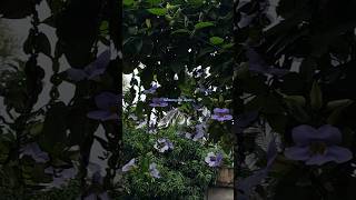 Thunbergia Grandiflora Vine  Beautiful Vine in my Balcony  Beautiful Purple Flower shorts yt [upl. by Lleraj147]