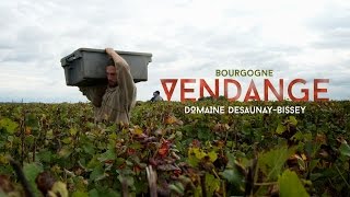 Vendanges en Bourgogne  Domaine DesaunayBissey [upl. by Akimat]