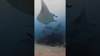 How many Mantas can you count maldives manta ocean sea shorts nature scubadiving [upl. by Apur]