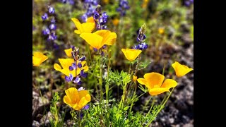 Picacho Peak Wildflowers  Part 1 of 2 [upl. by Tracay]