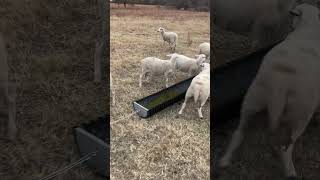 Wether Lambs Eating Winter Protein Supplement hairsheep sheepfarming [upl. by Yreffoeg]