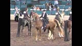 Undulatas Blue Light Special Charity Fair Horse Show 2013 [upl. by Ellehcim]