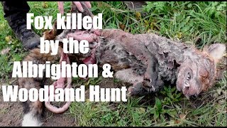 Fox killed by the Albrighton amp Woodland Hunt [upl. by Ahtiuqal]