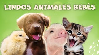 Animales bebés mas lindos para niños  Sonidos de animales para niños  Los animales y sonidos [upl. by Ajiram]