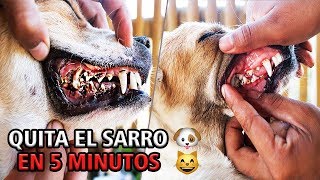 ELIMINA EL SARRO DE TU PERRO EN 5 MINUTOS FÁCIL Y RÁPIDO [upl. by Stoat]