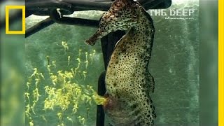 Watch a Seahorse Give Birth to 2000 Babies  National Geographic [upl. by Rockwell]