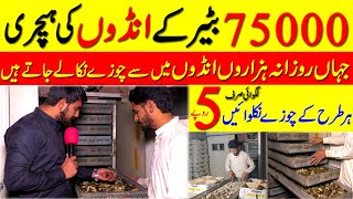 visiting 75000 Quail eggs hatchery in Lahore  75000 btair k eggs ki hatchery in Lahore [upl. by Ephrayim]