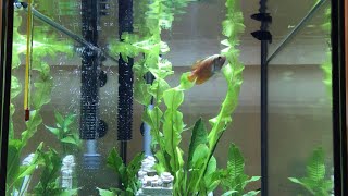 Molly with Dwarf Gourami in a community tank [upl. by Eniarrol]